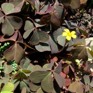 Oxalis corniculata, 2020-09-09, Beechview, 01