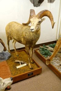 Ovis dalli stonei - Mount Angel Abbey Museum - Mount Angel Abbey - Mount Angel, Oregon - DSC09992