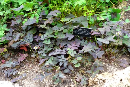Oxalis tetraphylla 'Iron Cross' - Brooklyn Botanic Garden - Brooklyn, NY - DSC08200