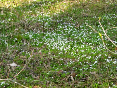 Oxalis acetosella 5816