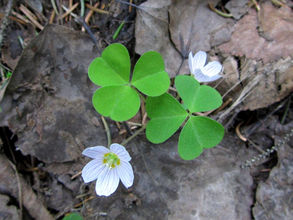 Oxalis acetosella Kemi, Finland 02.06.2013