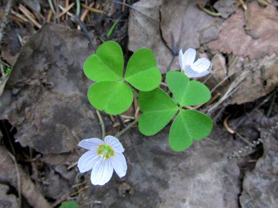 Oxalis acetosella Kemi, Finland 02.06.2013
