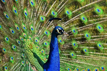 Peacock feathers colorful animal photo