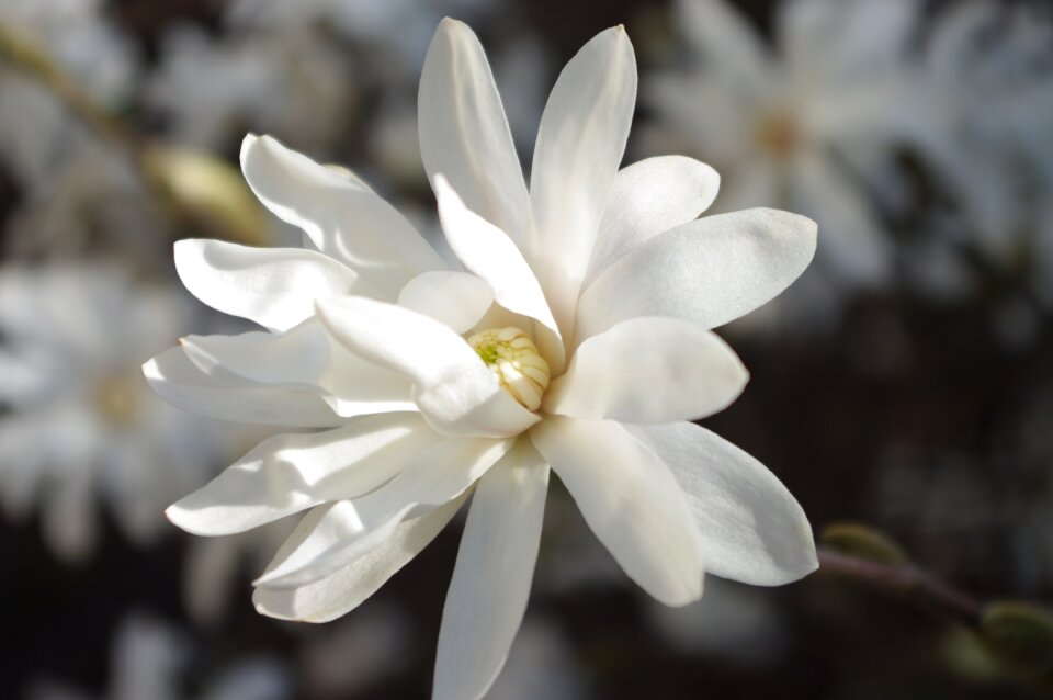 Daisy fresh bright