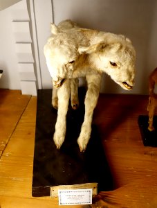 Ovis aries two-headed - Museu da Ciência da Universidade de Coimbra - University of Coimbra - Coimbra, Portugal - DSC09294