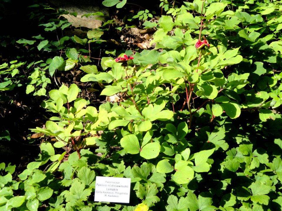 Paeonia daurica subsp. mlokosewitschii - Botanischer Garten, Frankfurt am Main - DSC02560