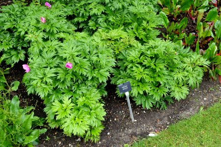 Paeonia anomala subsp. veitchii (Paeonia veitchii) - Hillier Gardens - Romsey, Hampshire, England - DSC04609