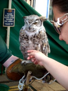 OwlPetting photo