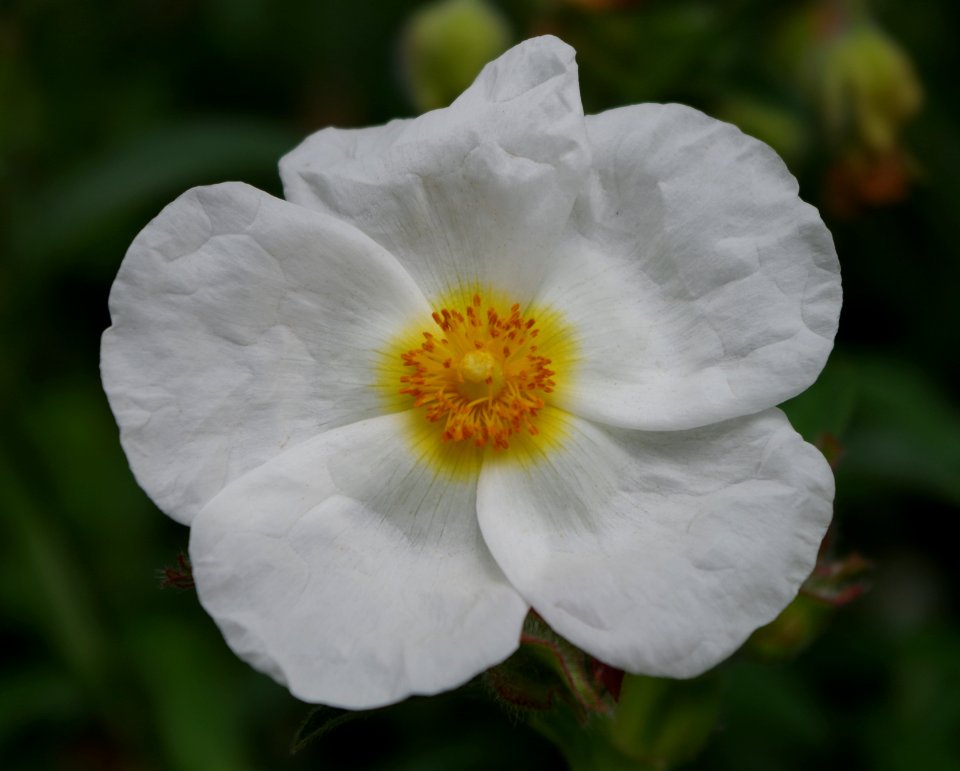 Paeonia - Parc floral 2