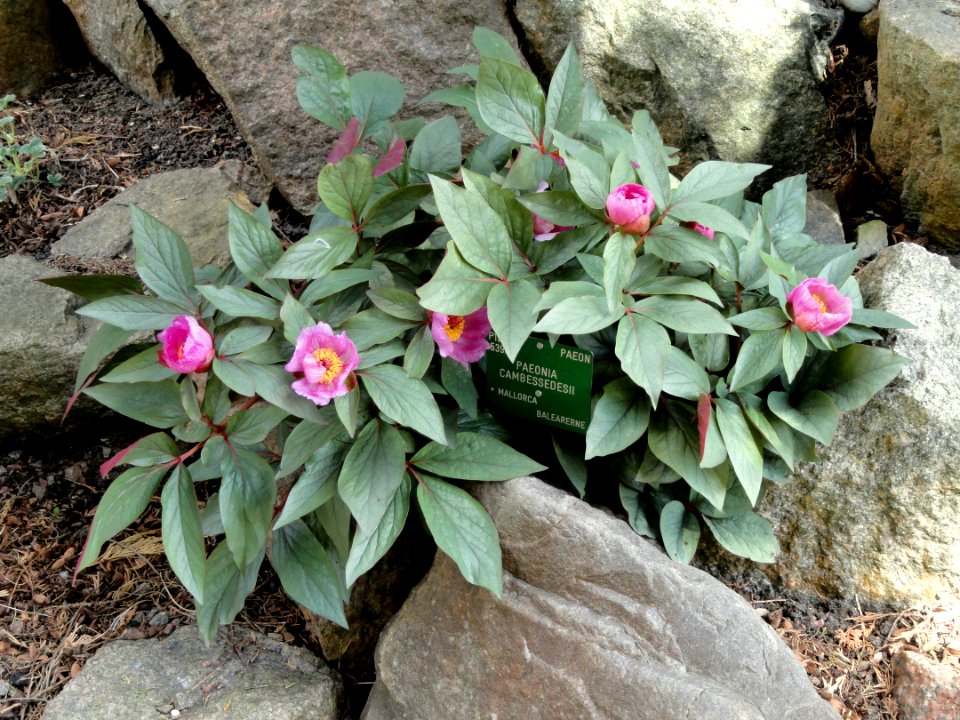 Paeonia cambessedesii - Copenhagen Botanical Garden - DSC07470