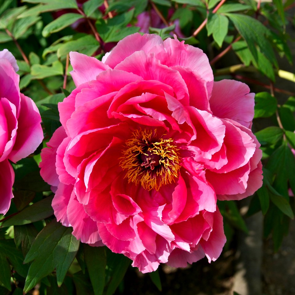 Paeonia suffruticosa Yatsuka JdP