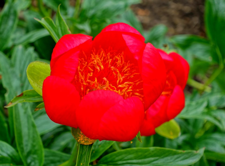 Paeonia peregrina 'Otto Froebel' - Hillier Gardens - Romsey, Hampshire, England - DSC04545