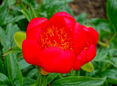 Paeonia peregrina 'Otto Froebel' - Hillier Gardens - Romsey, Hampshire, England - DSC04545