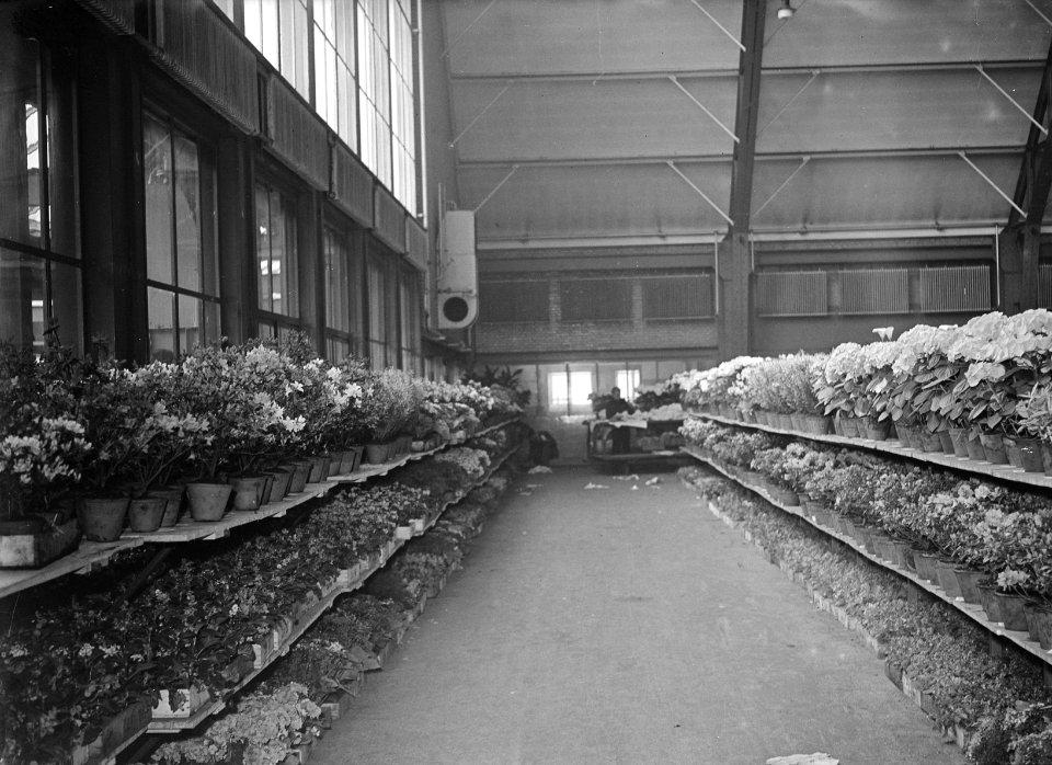 Overzichtje bloemen Aalsmeer, Bestanddeelnr 902-7163
