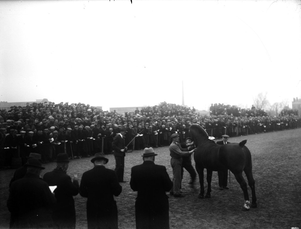 Paardenkeuring Assen, Bestanddeelnr 901-4691