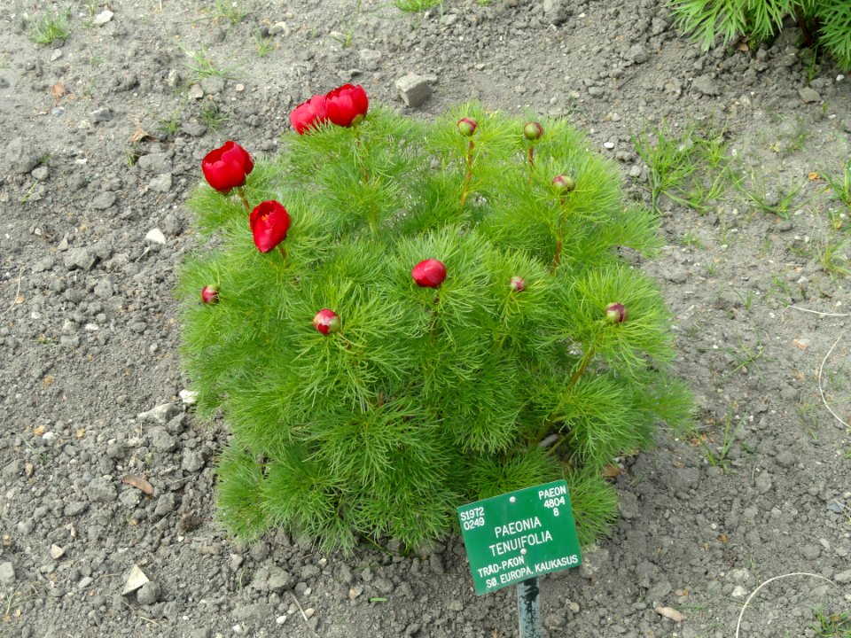 Paeonia tenuifolia - Copenhagen Botanical Garden - DSC07945