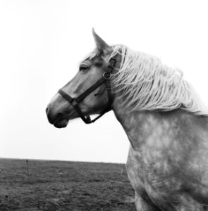 Paardenhoofd, Bestanddeelnr 165-0080