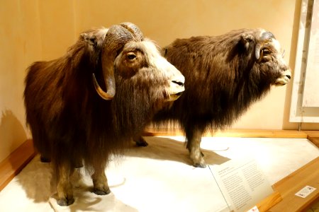 Ovibos moschatus - Naturhistorisches Museum, Braunschweig, Germany - DSC05227