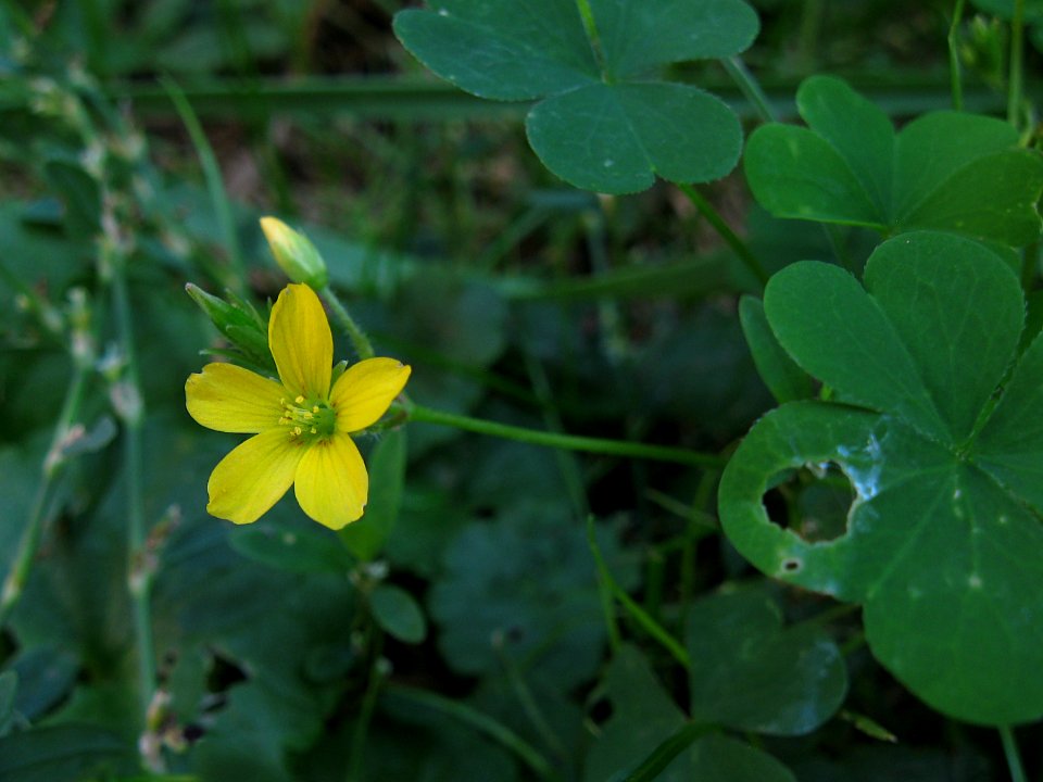 Oxalis stricta, 2020-09-08, Beechview, 02