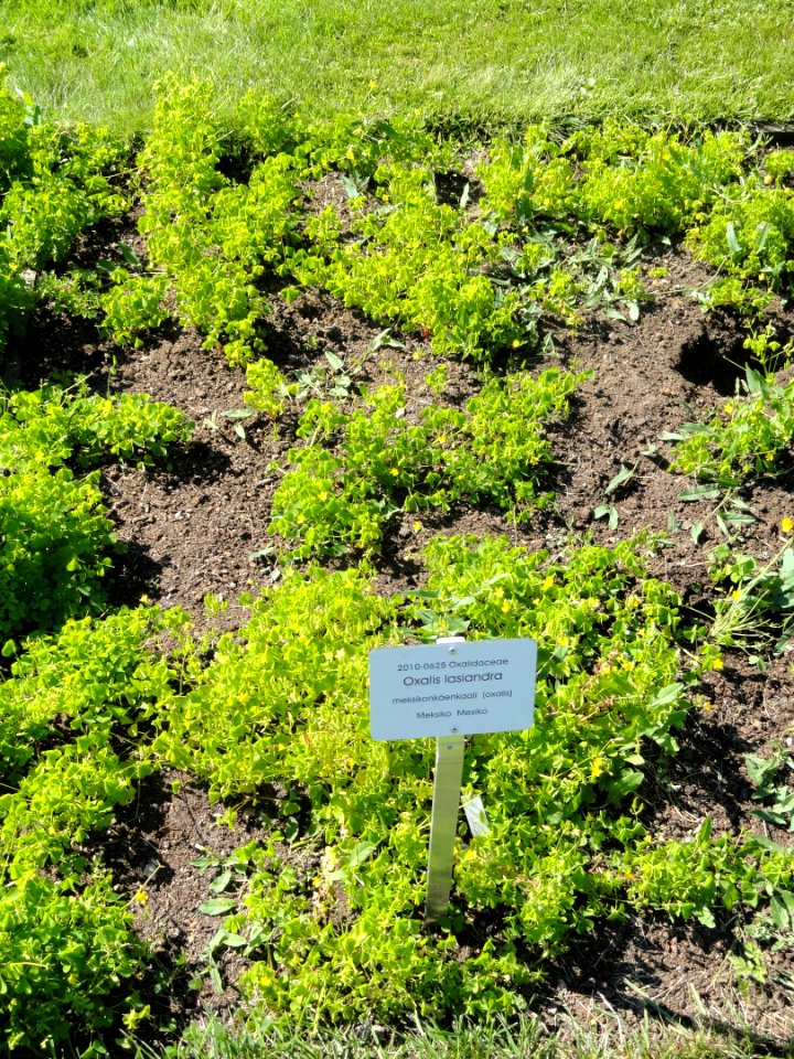 Oxalis lasiandra - Botanical Garden in Kaisaniemi, Helsinki - DSC03585