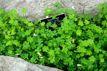 Oxalis caprina - Brooklyn Botanic Garden - Brooklyn, NY - DSC08209