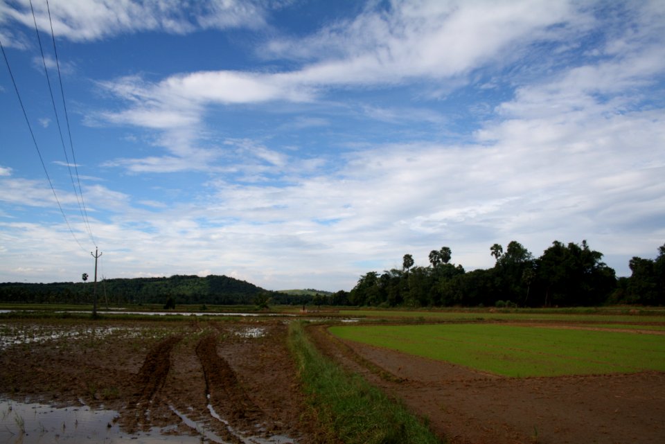 Paddy fields - Palakkad
