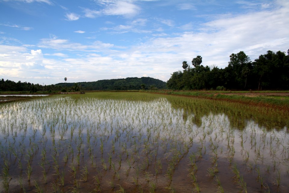 Paddy cultivation at Anjumoorthy Mangalam