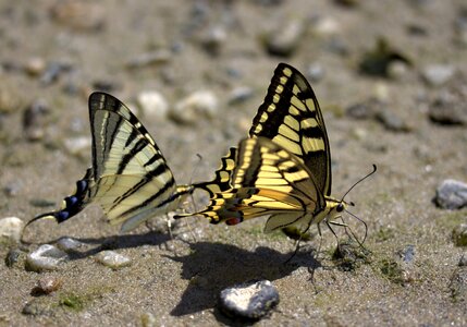 Dovetail drink insecta photo