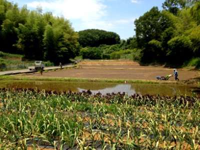 Paddy Field Kurokawa 20130608
