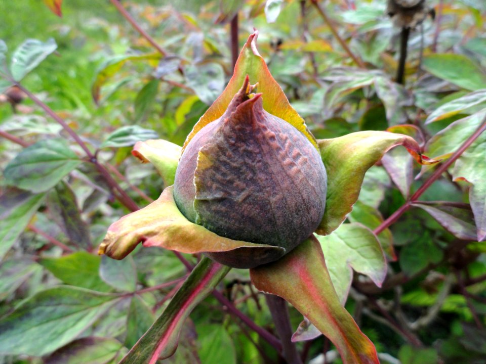 Paeonia × suffruticosa - Copenhagen Botanical Garden - DSC07509
