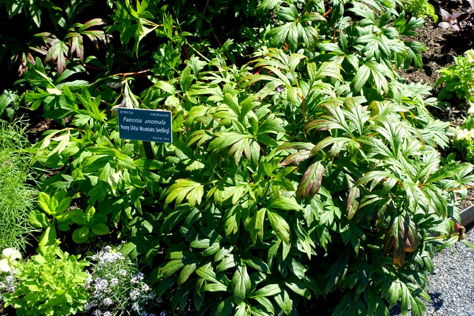 Paeonia anomala - Coastal Maine Botanical Gardens - DSC03248