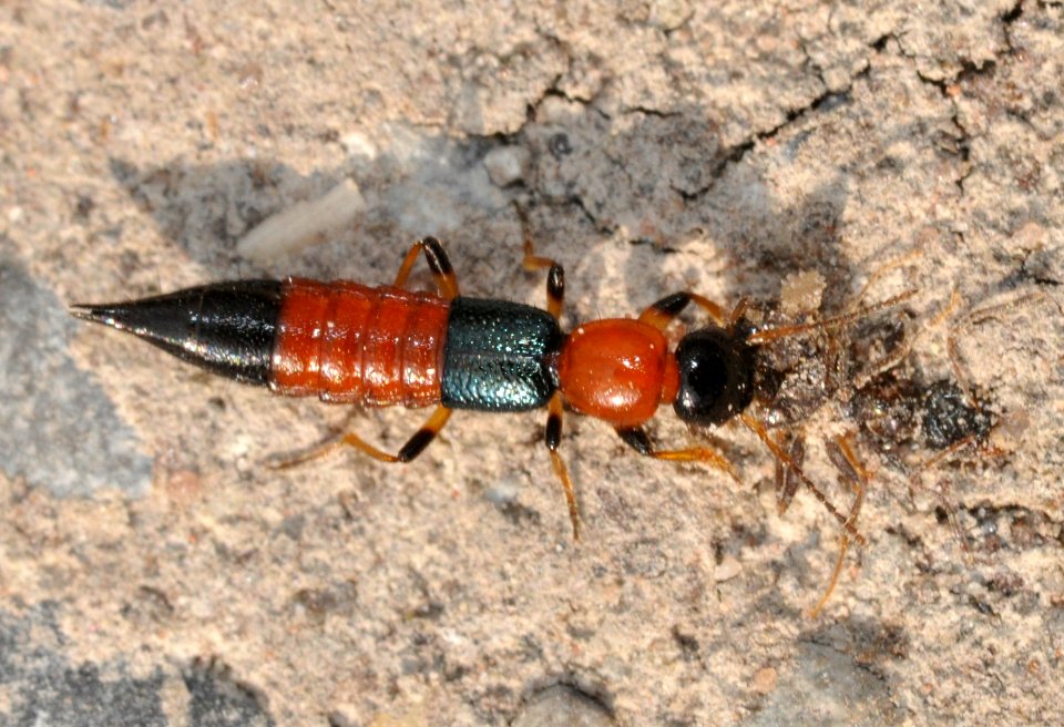 Paederus-littoralis-06-fws