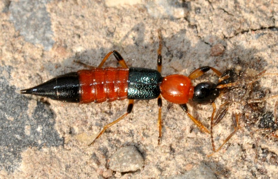 Paederus-littoralis-04-fws