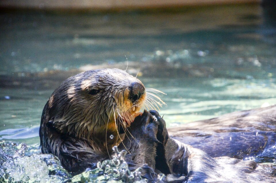 Otter animal aquarium