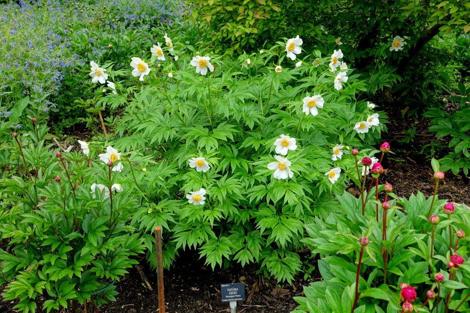 Paeonia emodi - Hillier Gardens - Romsey, Hampshire, England - DSC04549