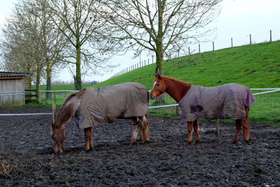 Paarden langs de Waaldijk