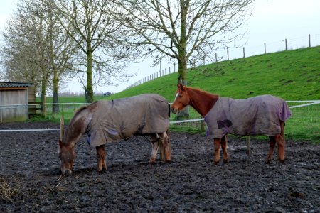 Paarden langs de Waaldijk