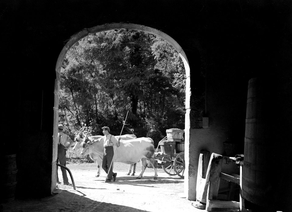 Paard en wagen bij de ingang van de Caves du Chateau de la Chaize, Bestanddeelnr 191-0313