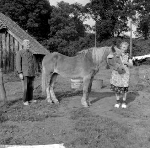 Paard van 40 jaar met pensioen in Markelo, Bestanddeelnr 916-8348