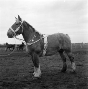Paard wordt getoond, Bestanddeelnr 900-8522