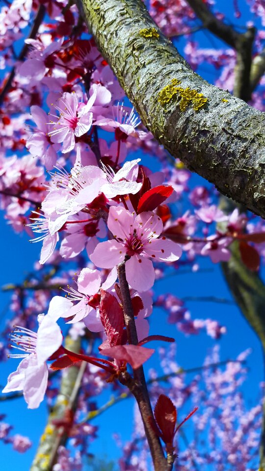 White nature full bloom