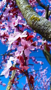 White nature full bloom photo