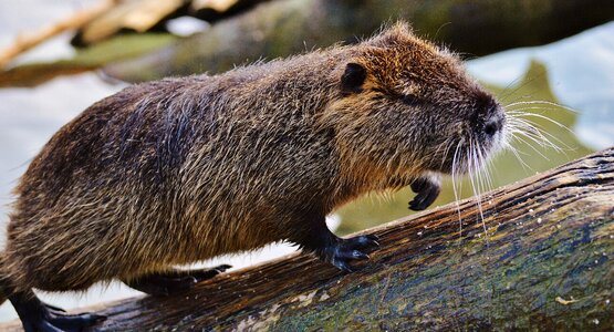 Animal world animal fur