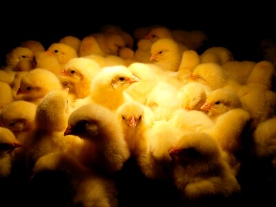 Village the hen agriculture