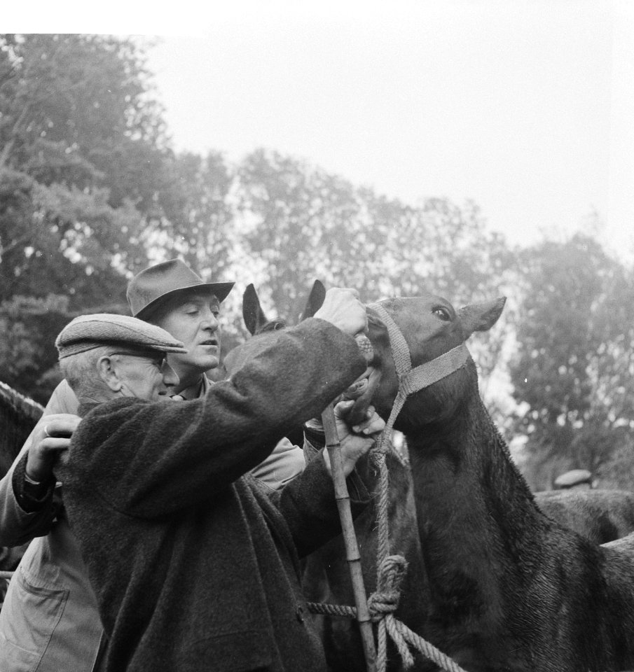 Paardemarkt in Zuidlaren. Kopers bij paard, Bestanddeelnr 913-0602