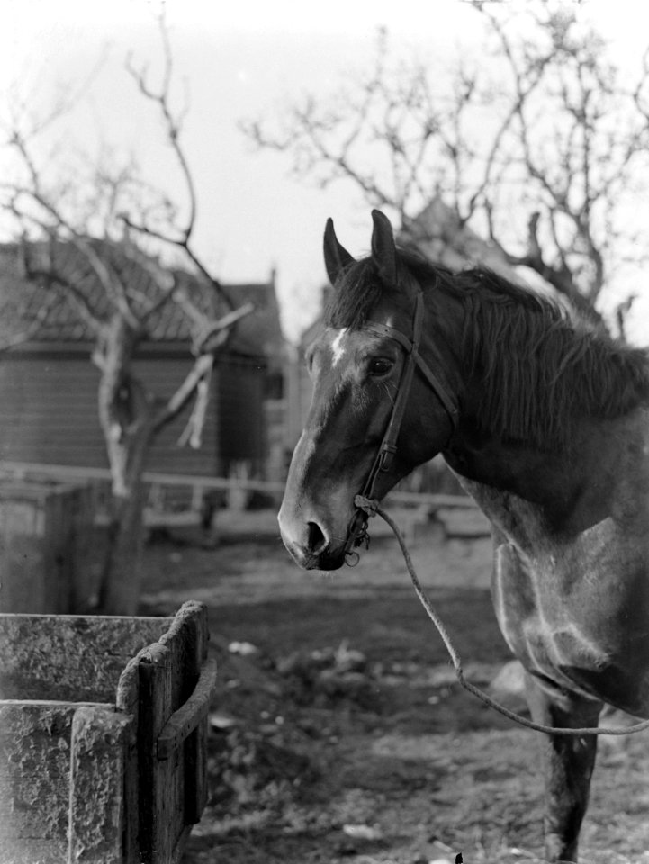 Paard bij een boerderij in Broek in Waterland, Bestanddeelnr 189-0248