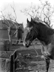 Paard bij een boerderij in Broek in Waterland, Bestanddeelnr 189-0248