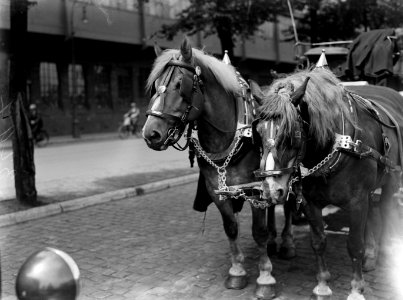 Paarden van de Heineken Brouwerij in Amsterdam, Bestanddeelnr 189-0519