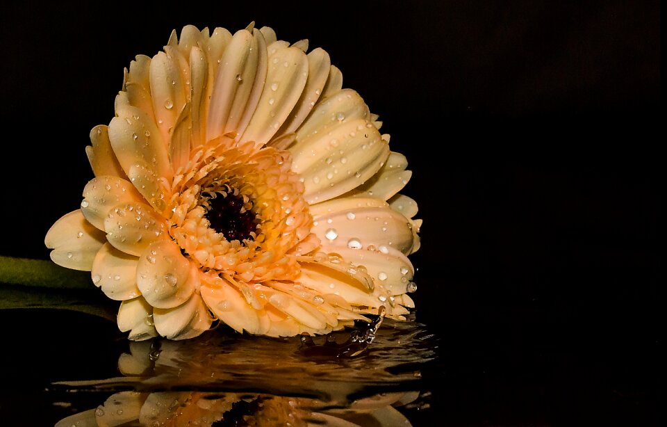 Bloom composites petals