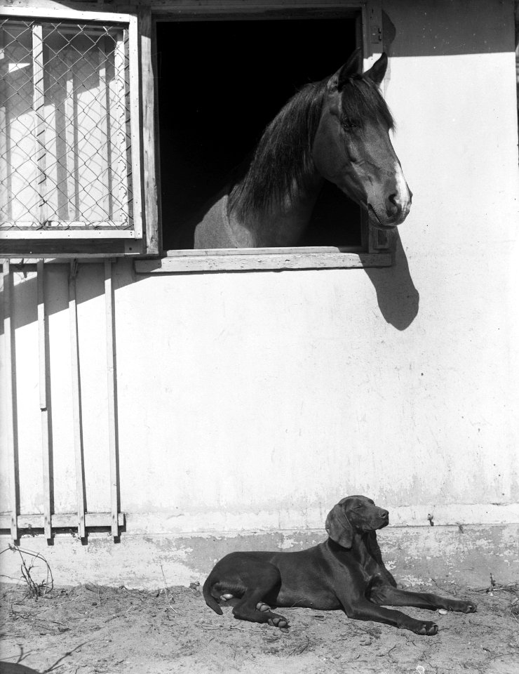 Paard en hond. In de lentezon (waar blijft de baas), Bestanddeelnr 902-1337